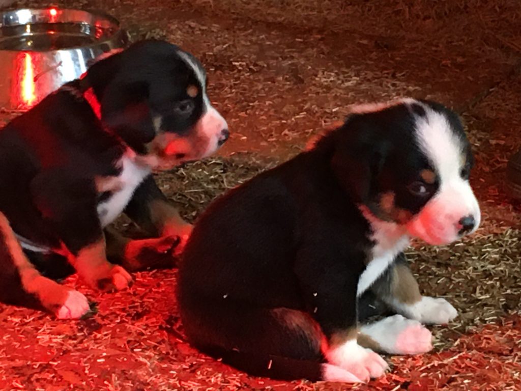 Ich bin's Luna und vorne mein Bruder Anton